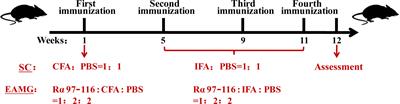 Sorting nexin 17 increases low-density lipoprotein receptor-related protein 4 membrane expression: A novel mechanism of acetylcholine receptor aggregation in myasthenia gravis